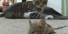 妮妮玩猫和老鼠的手游，妮妮玩猫和老鼠的手游叫什么