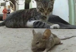 妮妮玩猫和老鼠的手游，妮妮玩猫和老鼠的手游叫什么